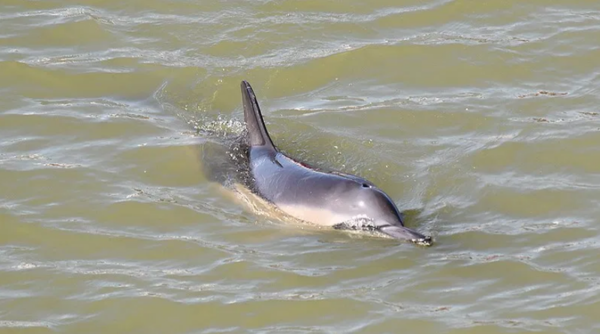 Delphin im Hafen von Harlingen